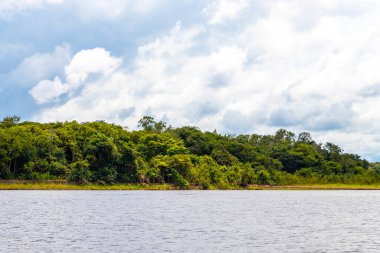 Tropik orman yağmur ormanları ve mavi bulutlu gökyüzü Rio Negro 'nun karasu ile Amazon Nehri' nin Iranduba Manaus Eyaleti Brezilya 'daki beyazsuyunun karıştığı tekne gezisi gezisinde..