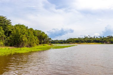 Tropik orman yağmur ormanları ve mavi bulutlu gökyüzü Rio Negro 'nun karasu ile Amazon Nehri' nin Iranduba Manaus Eyaleti Brezilya 'daki beyazsuyunun karıştığı tekne gezisi gezisinde..