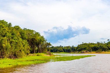 Tropik orman yağmur ormanları ve mavi bulutlu gökyüzü Rio Negro 'nun karasu ile Amazon Nehri' nin Iranduba Manaus Eyaleti Brezilya 'daki beyazsuyunun karıştığı tekne gezisi gezisinde..
