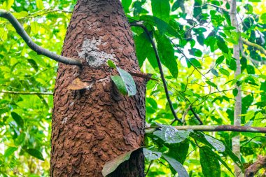 Dev termit termitleri ağaçlara yuva yapar ya da Brezilya 'nın Amazonas eyaletinin Başkan Figueiredo eyaletindeki tropikal ormanlarda doğal ormanlara yuva yapar..