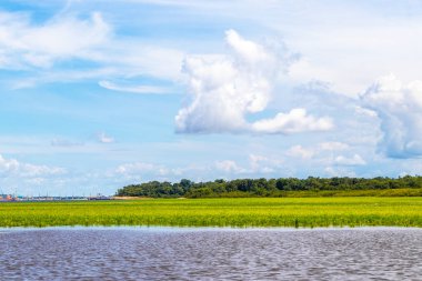 Rio Negro ve Amazon Nehri 'nin suları, tropikal yağmur ormanları ve mavi bulutlu gökyüzü İranduba Manaus Brezilya Eyaleti' ne tekne turunda..