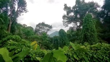 Tropical mountain with jungle forest trees plants clouds and blue sky in Patong Beach Kathu District Phuket Island Province Southern Thailand in Southeast Asia.