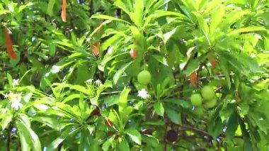 Güneydoğu Asya 'da Patong Sahili Kathu Bölgesi Phuket Adası Güney Tayland' da yaprakları ve mavi bulutlu gökyüzü olan yeşil tropikal ağaç..