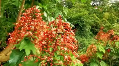 Güneydoğu Asya 'da Patong Sahili Kathu Bölgesi Phuket Adası Güney Tayland' da tropik pagoda çiçekleri kırmızı ve sarı Clerodendrum paniklemesi.