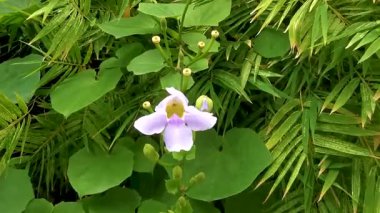 Güneydoğu Asya 'da Güney Tayland' da Patong Sahili 'nde Kathu Bölgesi Phuket Adası Eyaleti' nde mavi Thunbergia çiçeklerinin tropik tropikal asma tropik tropik tropikal saati..