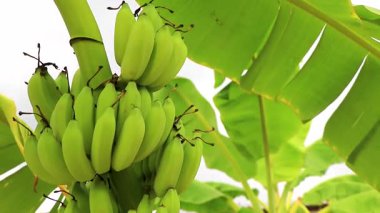 Güneydoğu Asya 'da Patong Sahili Kathu Bölgesi Phuket Adası Güney Tayland' da muz ağacında yeşil sarı muzlar yetişiyor..