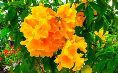 Güneydoğu Asya 'nın güneyindeki Patong Sahili Kathu Bölgesi Phuket Adası Eyaleti Güney Tayland' da tropik çiçek açan kırmızı ve sarı çiçekleri var..