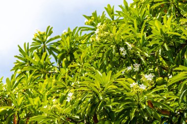 Güneydoğu Asya 'da Patong Sahili Kathu Bölgesi Phuket Adası Güney Tayland' da yaprakları ve mavi bulutlu gökyüzü olan yeşil tropikal ağaç..