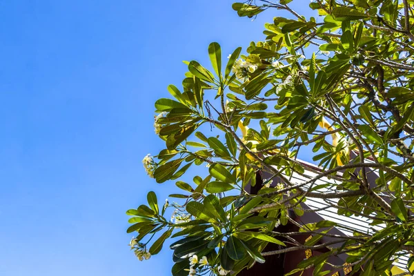 Güneydoğu Asya 'da Patong Sahili Kathu Bölgesi Phuket Adası Güney Tayland' da yaprakları ve mavi bulutlu gökyüzü olan yeşil tropikal ağaç..