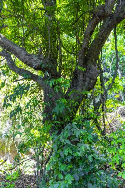 Rio de Janeiro Eyaleti Rio de Janeiro Brezilya 'da yaprakları ve mavi bulutlu gökyüzü ile yeşil tropikal ağaç.