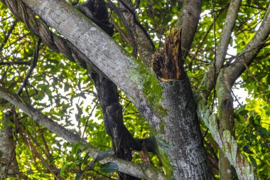 Rio de Janeiro Eyaleti Rio de Janeiro Brezilya 'da yaprakları ve mavi bulutlu gökyüzü ile yeşil tropikal ağaç.