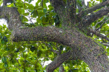 Rio de Janeiro Eyaleti Rio de Janeiro Brezilya 'da yaprakları ve mavi bulutlu gökyüzü ile yeşil tropikal ağaç.