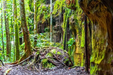Şelale kireç taşı oluşumları ile mağara ve yağmur ormanları Gruta Palacio do Galo da Serra ve Gruta da önerdi in Presidente Figueiredo State of Amazonas Brezilya.