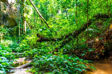 Şelale kireç taşı oluşumları ile mağara ve yağmur ormanları Gruta Palacio do Galo da Serra ve Gruta da önerdi in Presidente Figueiredo State of Amazonas Brezilya.