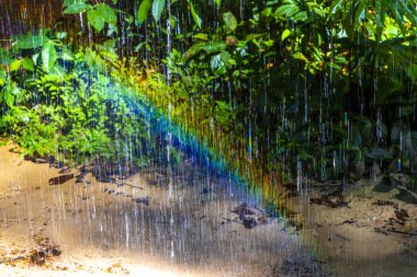 Şelale gibi kireçtaşı kayaları olan mağara ve yağmur ormanları Gruta Palacio do Galo da Serra 'dan damlayan gökkuşağı rengi su damlaları ve Başkan Figueiredo Brezilya' nın Amazonas eyaletinde bulunan Gruta Palacio do Galo da Serra ve Gruta da.