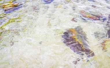 Rocky Kalim Plajı tropikal manzara manzarası turkuaz mavisi berrak su dalgaları ve kayalarla Patong Sahili Kathu Bölgesi Phuket Adası Güney Tayland.