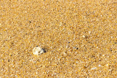 Çakıl taşlı kumsal kumları Güneydoğu Asya 'da Güney Tayland' da Güney Tayland 'da Patong Kalim Sahili Kathu Bölgesi' nde renkli deniz kabukları ve turkuaz mavisi berrak su deseni deseni taşır..