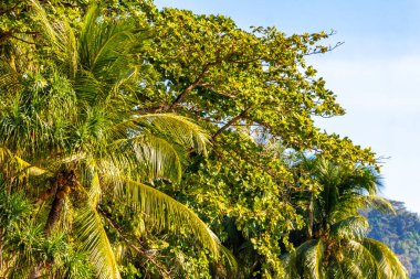 Güneydoğu Asya 'da Patong Sahili Kathu Bölgesi Phuket Adası Güney Tayland' da mavi gökyüzünde tropik palmiye ağaçları..
