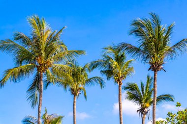 Güneydoğu Asya 'da Patong Sahili Kathu Bölgesi Phuket Adası Güney Tayland' da mavi gökyüzünde tropik palmiye ağaçları..