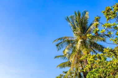 Güneydoğu Asya 'da Patong Sahili Kathu Bölgesi Phuket Adası Güney Tayland' da mavi gökyüzünde tropik palmiye ağaçları..