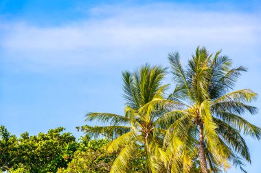 Güneydoğu Asya 'da Patong Sahili Kathu Bölgesi Phuket Adası Güney Tayland' da mavi gökyüzünde tropik palmiye ağaçları..