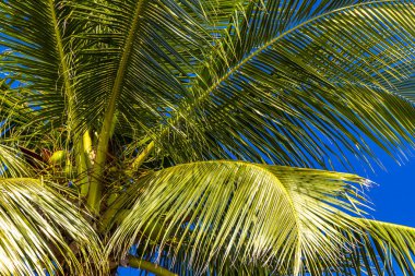 Güneydoğu Asya 'da Patong Sahili Kathu Bölgesi Phuket Adası Güney Tayland' da mavi arka planda tropik palmiye ağacı..