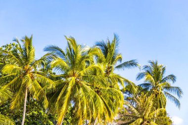 Güneydoğu Asya 'da Patong Sahili Kathu Bölgesi Phuket Adası Güney Tayland' da mavi gökyüzünde tropik palmiye ağaçları..