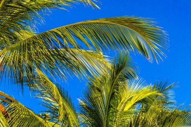 Güneydoğu Asya 'da Patong Sahili Kathu Bölgesi Phuket Adası Güney Tayland' da mavi gökyüzünde tropik palmiye ağaçları..