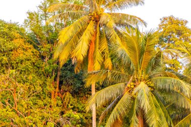 Güneydoğu Asya 'da Patong Sahili Kathu Bölgesi Phuket Adası Güney Tayland' da mavi gökyüzünde tropik palmiye ağaçları..