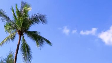 Güneydoğu Asya 'da Patong Sahili Kathu Bölgesi Phuket Adası Güney Tayland' da mavi gökyüzünde tropik palmiye ağaçları..