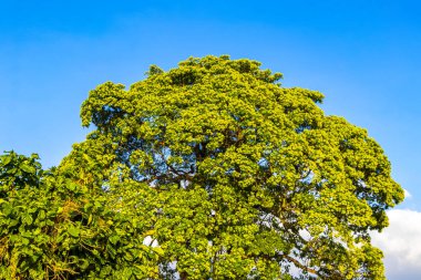 Güneydoğu Asya 'da Patong Sahili Kathu Bölgesi Phuket Adası Güney Tayland' da yaprakları ve mavi bulutlu gökyüzü olan yeşil tropikal ağaç..