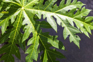 Yapraklı Papaya ağacı çiçek açar. Güneydoğu Asya 'daki Patong Sahili Kathu Bölgesi Phuket Adası Eyaleti Güney Tayland' da meyve ve kök salmıştır..