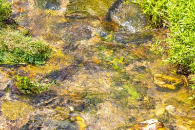 Green river stream in tropical nature with plants and flowers in Patong Beach Kathu District Phuket Island Province Southern Thailand in Southeast Asia.