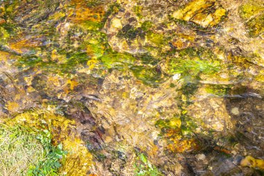Green river stream in tropical nature with plants and flowers in Patong Beach Kathu District Phuket Island Province Southern Thailand in Southeast Asia.