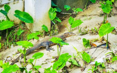 Kertenkele, Güneydoğu Asya 'daki Güney Tayland' da Patong Sahili 'nde Kathu Bölgesi Phuket Adası' nda tropikal nehir boyunca yürüyor..