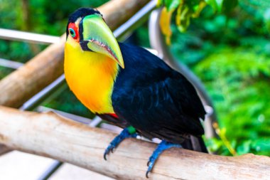 Tropikal doğa ormanlarında kırmızı göğüslü tukan renkli kuş. Orman kuşları Foz do Iguacu Eyaleti, Brezilya 'da park ve hayvanat bahçesi..