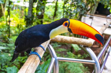 Toco Toucan renkli kuş tropikal doğa orman kuşları park ve hayvanat bahçesi Foz do Iguacu State of Parana Brazil.