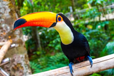 Toco Toucan renkli kuş tropikal doğa orman kuşları park ve hayvanat bahçesi Foz do Iguacu State of Parana Brazil.