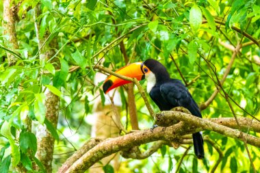 Toco Toucan renkli kuş tropikal doğa orman kuşları park ve hayvanat bahçesi Foz do Iguacu State of Parana Brazil.