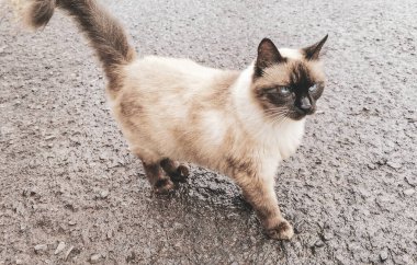 Foz do Iguacu State of Parana Brezilya 'da açık havada mavi gözlü güzel kahverengi kedi..