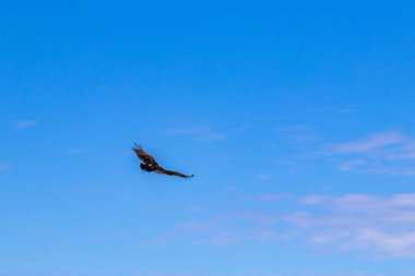 Kara Akbaba mavi gökyüzünde uçuyor Foz do Iguacu State of Parana Brazil 'de gözcülük yapıyor..