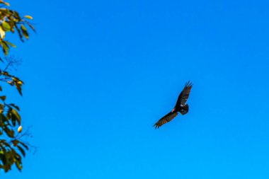 Kara Akbaba mavi gökyüzünde uçuyor Foz do Iguacu State of Parana Brazil 'de gözcülük yapıyor..