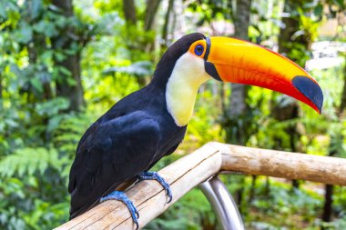 Toco Toucan renkli kuş tropikal doğa orman kuşları park ve hayvanat bahçesi Foz do Iguacu State of Parana Brazil.
