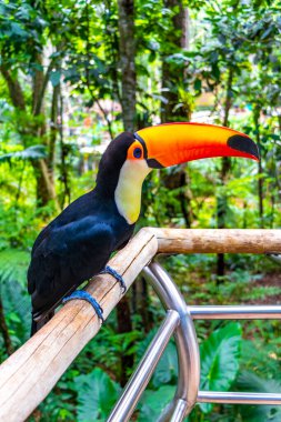 Toco Toucan renkli kuş tropikal doğa orman kuşları park ve hayvanat bahçesi Foz do Iguacu State of Parana Brazil.