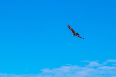 Kara Akbaba mavi gökyüzünde uçuyor Foz do Iguacu State of Parana Brazil 'de gözcülük yapıyor..