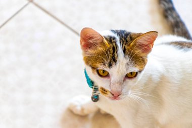Patong Sahili 'nde Kathu Bölgesi Phuket Adası Güney Tayland Bölgesi' nde yerde uzanan sarı altın gözlü sevimli kedi yavrusu..