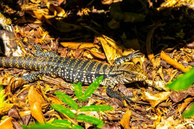 Kertenkele kertenkele kertenkele iguana sürüngeni yerde ve çim Foz do Iguacu State of Parana Brazil tropikal yağmur ormanında.