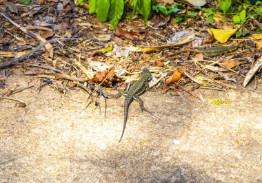 Kertenkele kertenkele kertenkele iguana sürüngeni yerde ve çim Foz do Iguacu State of Parana Brazil tropikal yağmur ormanında.