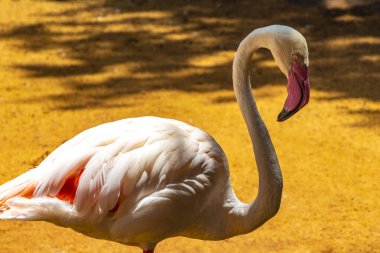 Pembe Büyük Flamingo Flamingo kuş kuşları. Foz do Iguacu Brezilya 'daki tropikal orman doğa parkında..