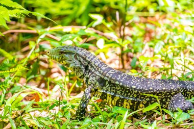 Kertenkele kertenkele kertenkele iguana sürüngeni yerde ve çim Foz do Iguacu State of Parana Brazil tropikal yağmur ormanında.